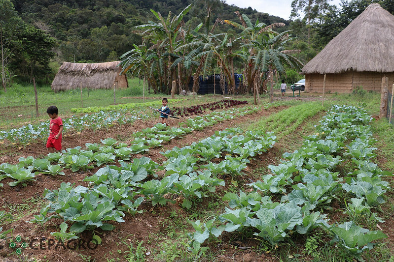 Produção local em propriedade rural.