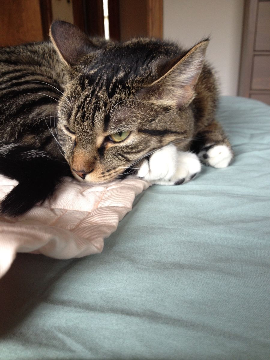 Gato resgatado