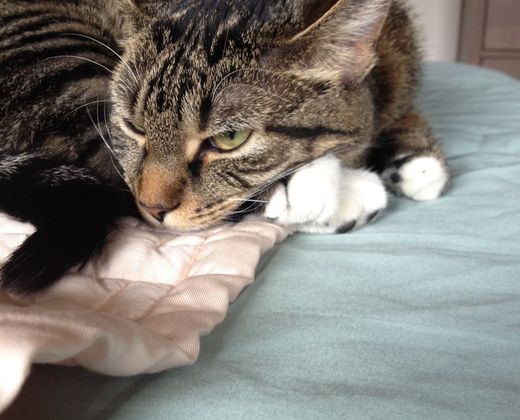 Gato descansando após atendimento veterinário