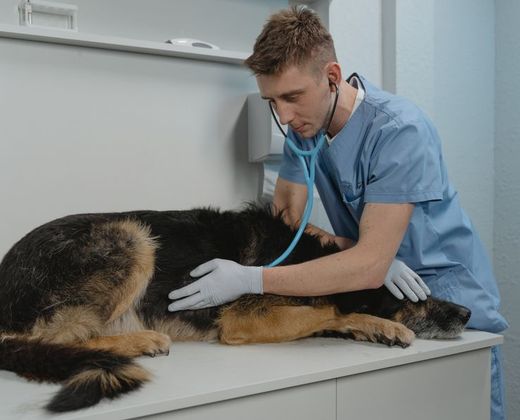 Veterinário examinando um cachorro na clínica