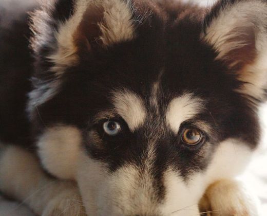 Retrato de um husky siberiano resgatado