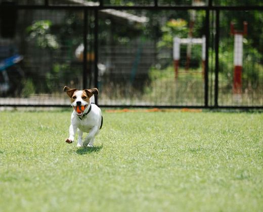 Cachorro correndo livre no gramado do abrigo