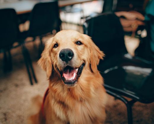 Golden retriever sorridente à espera de adoção