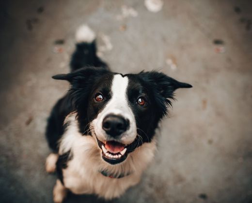 Border collie atento, focinho erguido