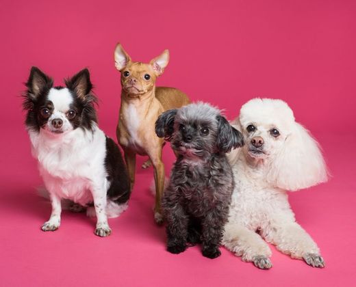 Grupo de quatro cachorros de portes diferentes juntos