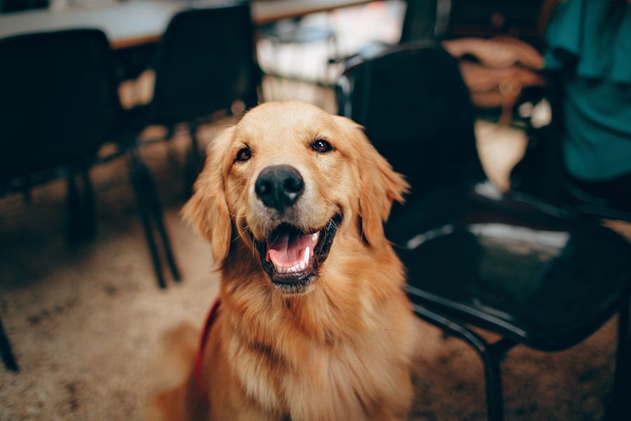 Cão idoso resgatado