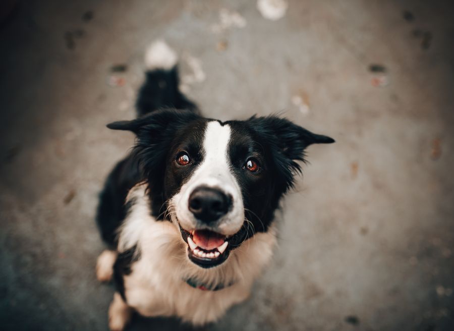 Cão resgatado olhando para a câmera