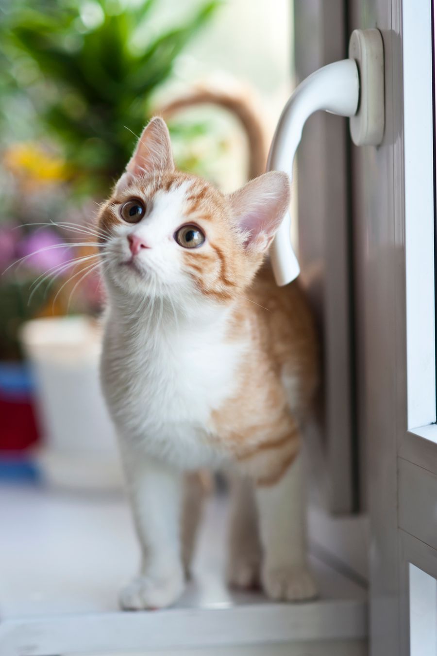 Gato resgatado