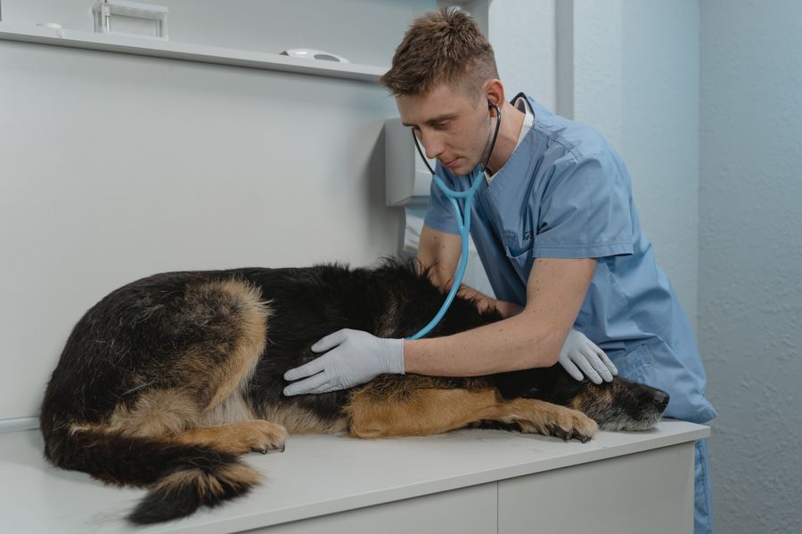 Veterinário atendendo cão