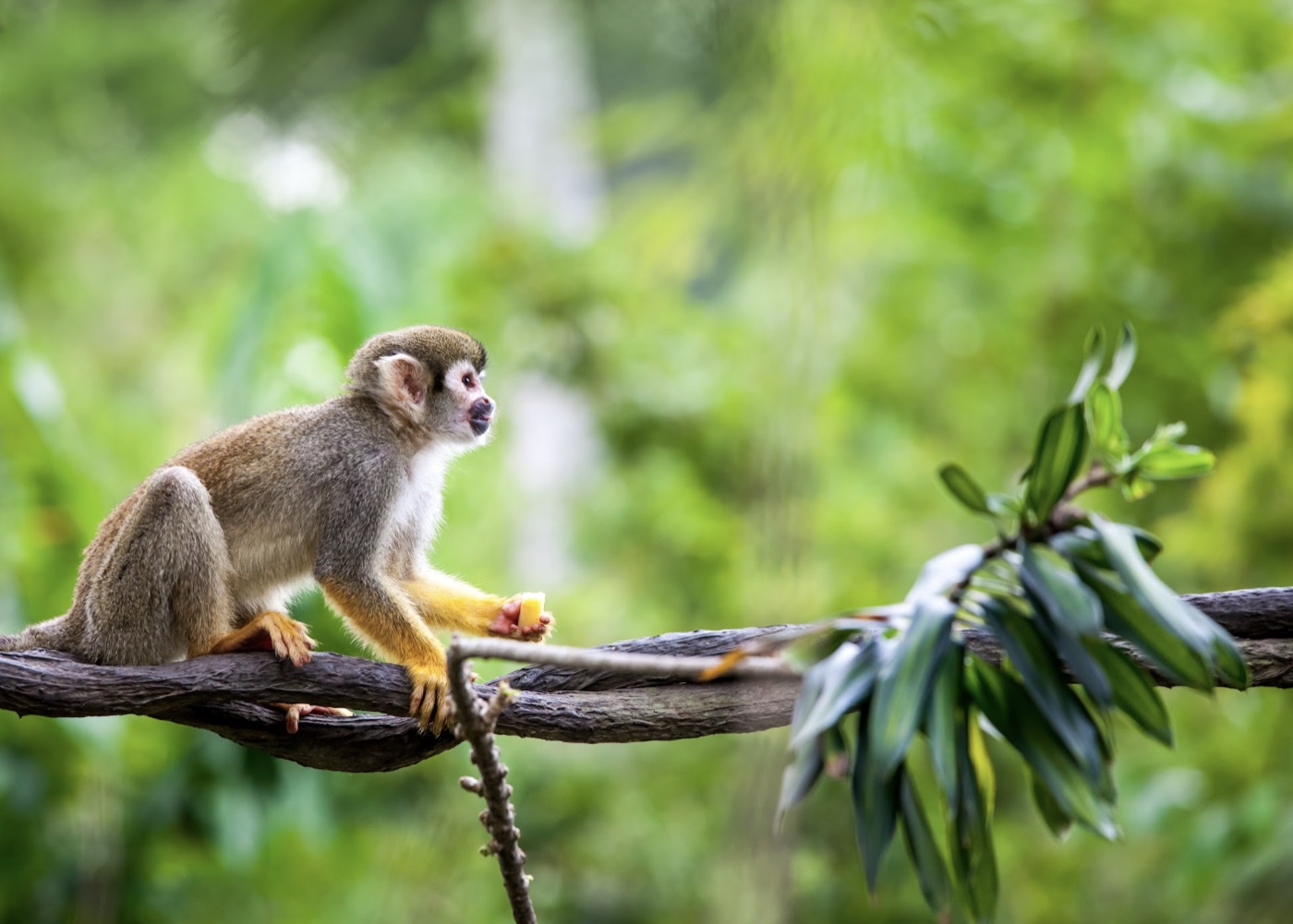 SOS Amazônia