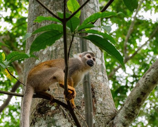 Macaco-prego entre as folhas da mata