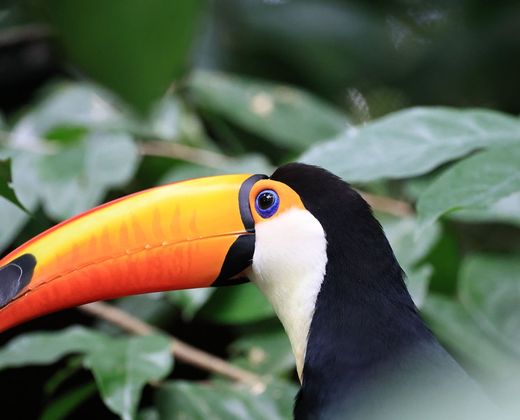 Tucano de bico colorido em galho na floresta