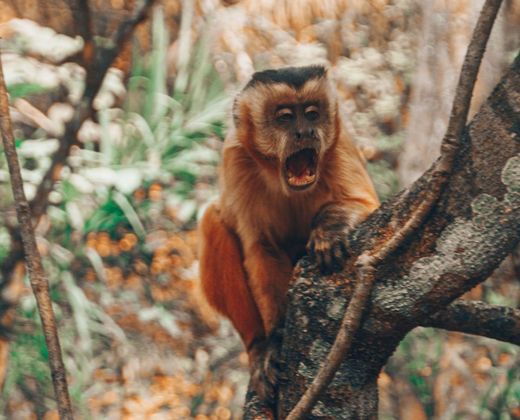 Macaco-guariba entre os galhos da floresta